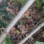 Rubus thibetanus Corteza