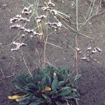 Limonium legrandii Celota