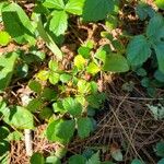 Rubus hispidus Yaprak