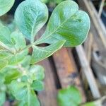 Rhus glauca Hoja