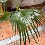 Washingtonia filifera Ліст