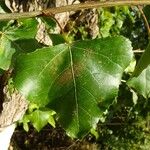 Populus nigra Folha