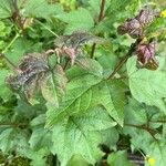 Viburnum sargentii Leaf