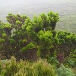 Erica azorica Fuelha