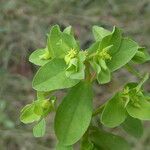 Euphorbia peplus Habit