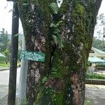 Pterocarpus indicus പുറംതൊലി