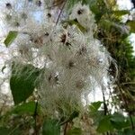 Clematis vitalba 果實