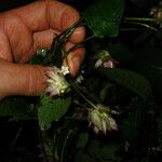 Sabicea calycina Hábito