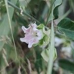 Araujia sericiferaFlower