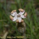 Silene vallesia Flors