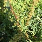 Rumex crispusList