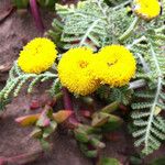 Tanacetum bipinnatum Flor