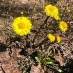 Tussilago farfaraFlor