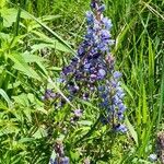 Lupinus perennis Blomst