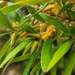 Persoonia mollis Flower