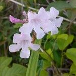 Cydista aequinoctialis Květ