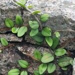 Microgramma vacciniifolia Ліст
