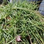 Armeria multiceps Hoja