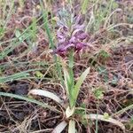 Anacamptis fragrans Vivejo