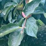 Diospyros kaki Leaf