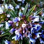 Lithodora zahnii Flor