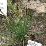 Sisyrinchium angustifolium Folha