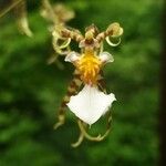 Oncidium leucochilum Flor