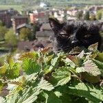 Nepeta cataria Hoja