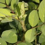 Indigofera hirsuta Blatt