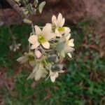 Dendrobium ovatum Flower