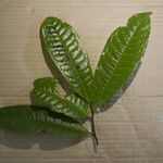 Iryanthera hostmannii ᱥᱟᱠᱟᱢ