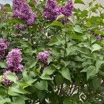 Syringa vulgarisCvet