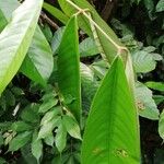 Anthonotha macrophylla Leaf