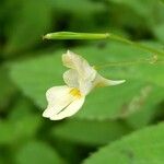 Impatiens parviflora Flower