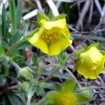 Potentilla pyrenaica Habit