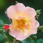 Rosa glauca Flower