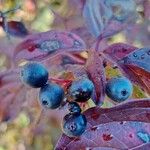 Cornus sanguinea ഫലം