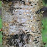 Betula maximowicziana 樹皮