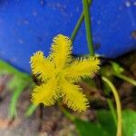 Nymphoides thunbergianaFlower