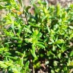 Cistus calycinus Feuille