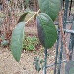 Holboellia latifolia Blatt