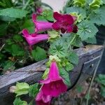 Lophospermum erubescens 花