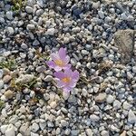 Crocus autumnalis Кветка