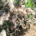 Baccharis paniculata Meyve