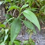 Centranthus angustifolius Leaf