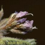 Astragalus stella Květ