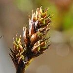 Carex lachenalii Fruto