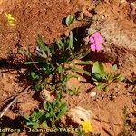 Silene stockenii Habitat