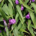 Roscoea purpurea