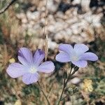 Linum narbonenseFlower